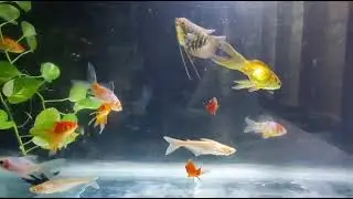Colourfull aquarium 🐟🐠