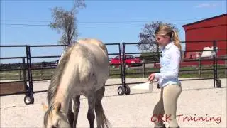 Clicker Training for Horses
