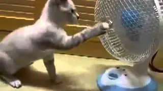 Коты Нарезка)