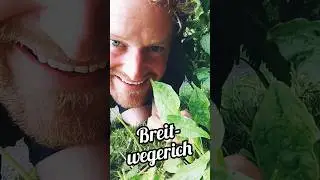 Breitwegerich - Gro&szlig;er Retter in kleiner Not 😀 Schaut bei WWW vorbei #natur #nature #botanik #humor