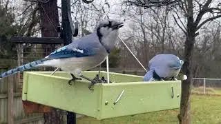 Michigan Backyard Birds with Original Birds Sound.Nature Relaxation video.