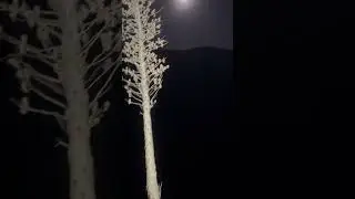 Индейская флейта, играющая в Большом каньоне Туджанга #горысангабриэль #музыка #природа