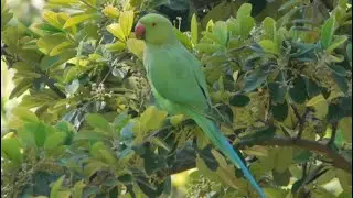 psittacula krameri - birds of Greece