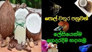 පොල්වතුර පනුවන් ගෙදරදීම පහසුවෙන් හදාගමු | Best Coconut Worm Culture for Aquarium Fish 🐟#video #feed