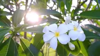 Golden Glow: Frangipani Flowers Bathed in Evening Sunlight