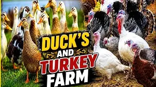 Duck and turkey farming in Pakistan || Turkey and duck farming || Different types of ducks
