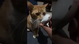 Alag level la nasha hai Cat live 7 #cats #cat #viral #trending 