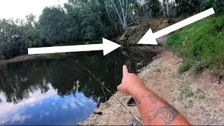 A fish pulled my fishing rod in while Murray cod fishing with cheese