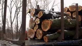 Exports of poplar & aspen roundwood logs from Ukraine. Supply (imports) to the Middle East and Asia