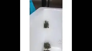 cute turtle climbing like a ninja || ninja turtle🐢 #shorts