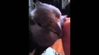 My other cuddlebum :)