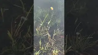 Feeding the fish with a sandwich #fishtrending #youtubepets #youtubetrending #shorts #youtubeshorts