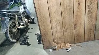 Kucing lucu 