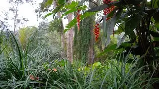 Rainforest in Bali - three hours of sounds and ambiance ASMR - raining and dusk