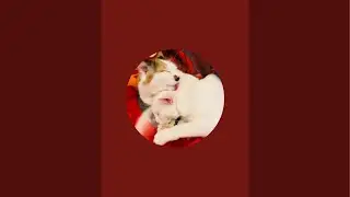 Beautiful Italian cats🇮🇹 is live