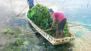 The Crazy Process of Harvesting Tons of Seaweed