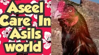 Chicken Flu Fever Chicken Care In Winter | Faisalbutt27