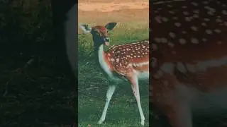 PEACEFUL NATURE! 🦌 🍃❤️ #Hamburg #Germany #nature #shorts