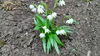ЯК ПОСАДИТИ ПРОЛІСКИ? ВСЕ ПРО РОСЛИНИ ТА САДІВНИЦТВО #gardening #субтитры #subtitles #ukraine