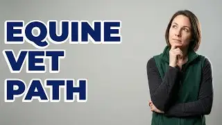 What Certifications Are Required To Be An Equine Vet?