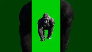 Gorilla Green Screen VFX