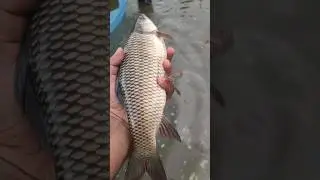 rui mach#subscribed #views #viral #youtubeshorts #shortsviral #fishing #mimivlogs