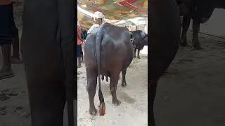 Bhains ka Mela Dildarnagar Ghazipur Uttar Pradesh#shorts