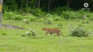 Leopard 🐆 Crossing Road @bandipurtigerreserve #new #nature #vivoindia  #x70pro  @VivoIndiaOfficial @x70pr
