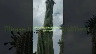 Saguaro Fruits are Starting to Grow #shorts #saguaronationalpark #arizona #nature #travel #landmarks