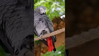 Animal Life, Pets, Stories, Facts, Rare | PETS LIFE #zoonityvibes