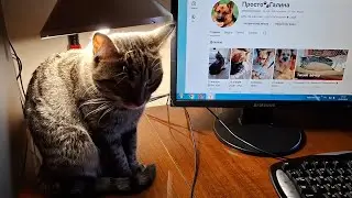 25 января 2026 г. Привет ❄️ Новый день 🐈&zwj;⬛🐈