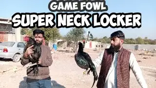THAI ASEEL ||GAME FOWL ||SUPER NECK LOCKER