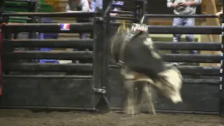 Nansen Vold Rodeo Co.'s 577 wins in Prince Albert