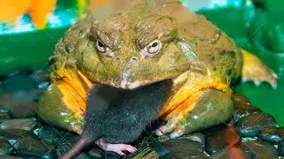 Bullfrogs Eat Mice - Slow Motion HD