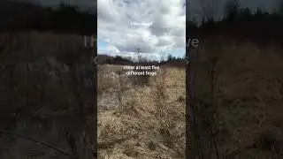 Spring frogs at the pond (volume up!)