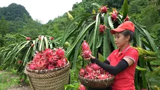 Harvesting Red Fred Dragon Fruit Goes to the market sell - Build life in farm