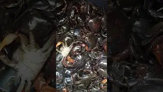 kappi crablets talangka #crablets #kappi #crabs