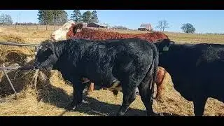 THE SWING OF THINGS.. |#ltbfarms| LTB Farms Vlog 147