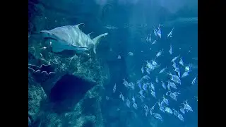Aquarium La Rochelle