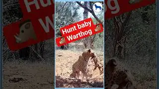 Leopard Hunts Baby Warthog &ndash; High Risk, Quick Reward | #animalshorts