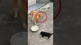 Собака-мать дала еду своему щенку&hellip; Ух ты 😊 #шорты