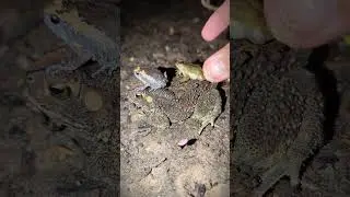 Looking funny catching frogs hahaha | tep longheng funny frog