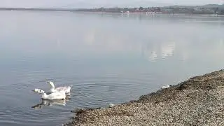 RIZNICA ŽIVINICA 2025/5 - JEZERO MODRAC