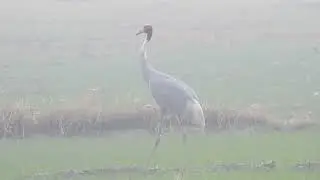 Sarus Cranes Near National Chambal Sanctuary & Yamuna River | Birding in India