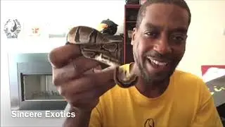 How to tame your Ball Python.