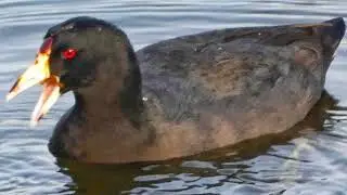 Common Coot Bird Sound | জলকচু পাখির ডাক | Jal Murgi ki Awaz | জলমুরগি | Coot Bird Call@wildindiamit