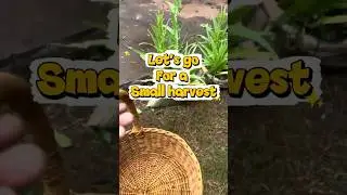 ASMR garden harvest #itsmaureenmw #asmr #asmrsounds #malawianyoutuber