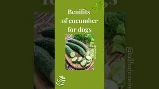 7 Benefits Of Cucumber For Dogs🐶 #dog #shorts #shortsfeed #shortvideo #dogs  #doglovers  #petparent