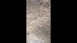 India Wild Life is live