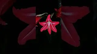 amarilis roja #flowers
